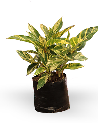 Ginger variegado
