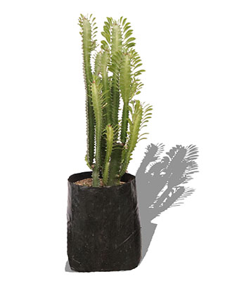 cactus tres filos verde