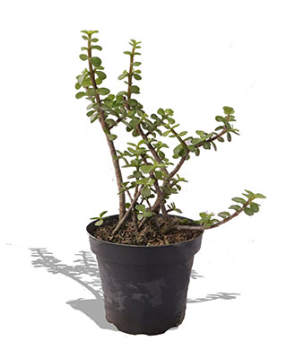jade hembra