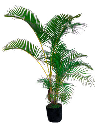palma areca