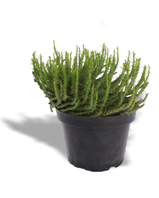 suculenta euphorbia medussoide