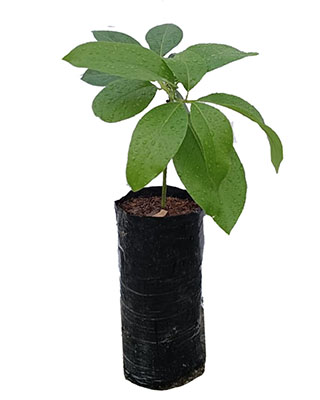 AGUACATE LORENA