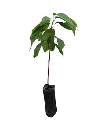 Arbol de cacao