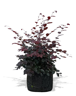 loropetalum