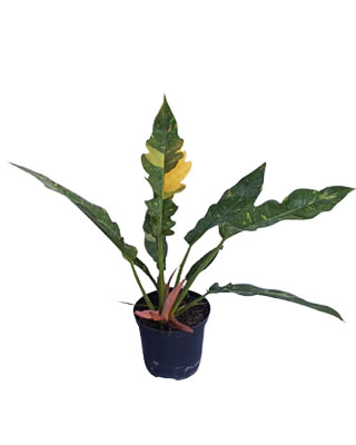 Filodendro narrow