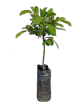 Guanabana elita