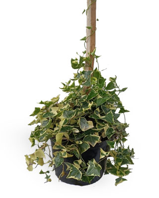 Hiedra variegada