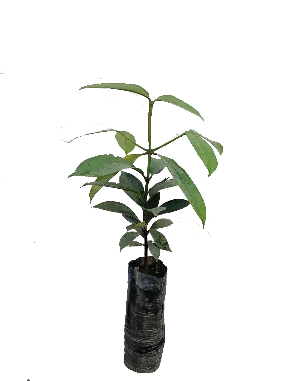 Mangostino