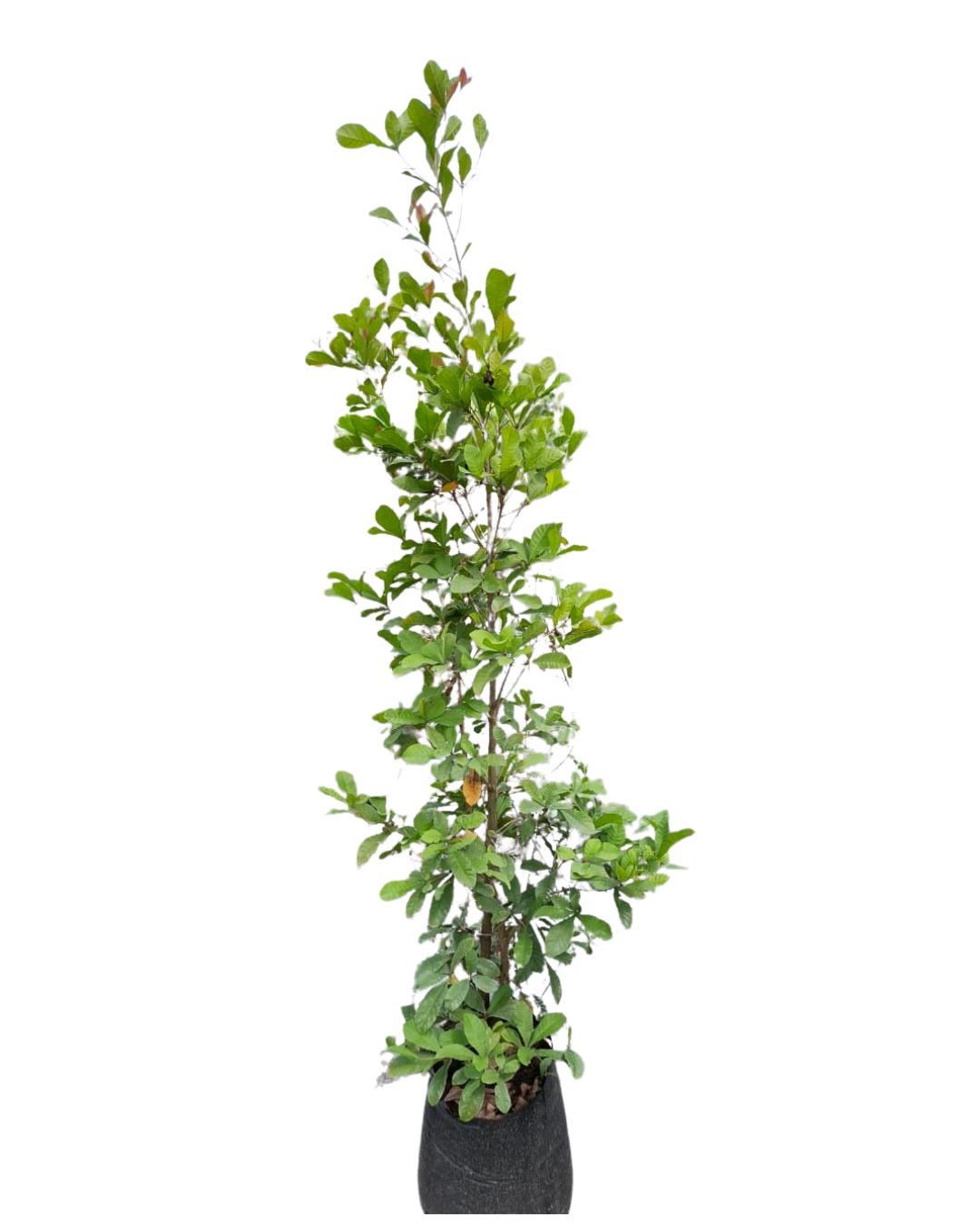 ARBOL DEL FRUTO MILAGROSO