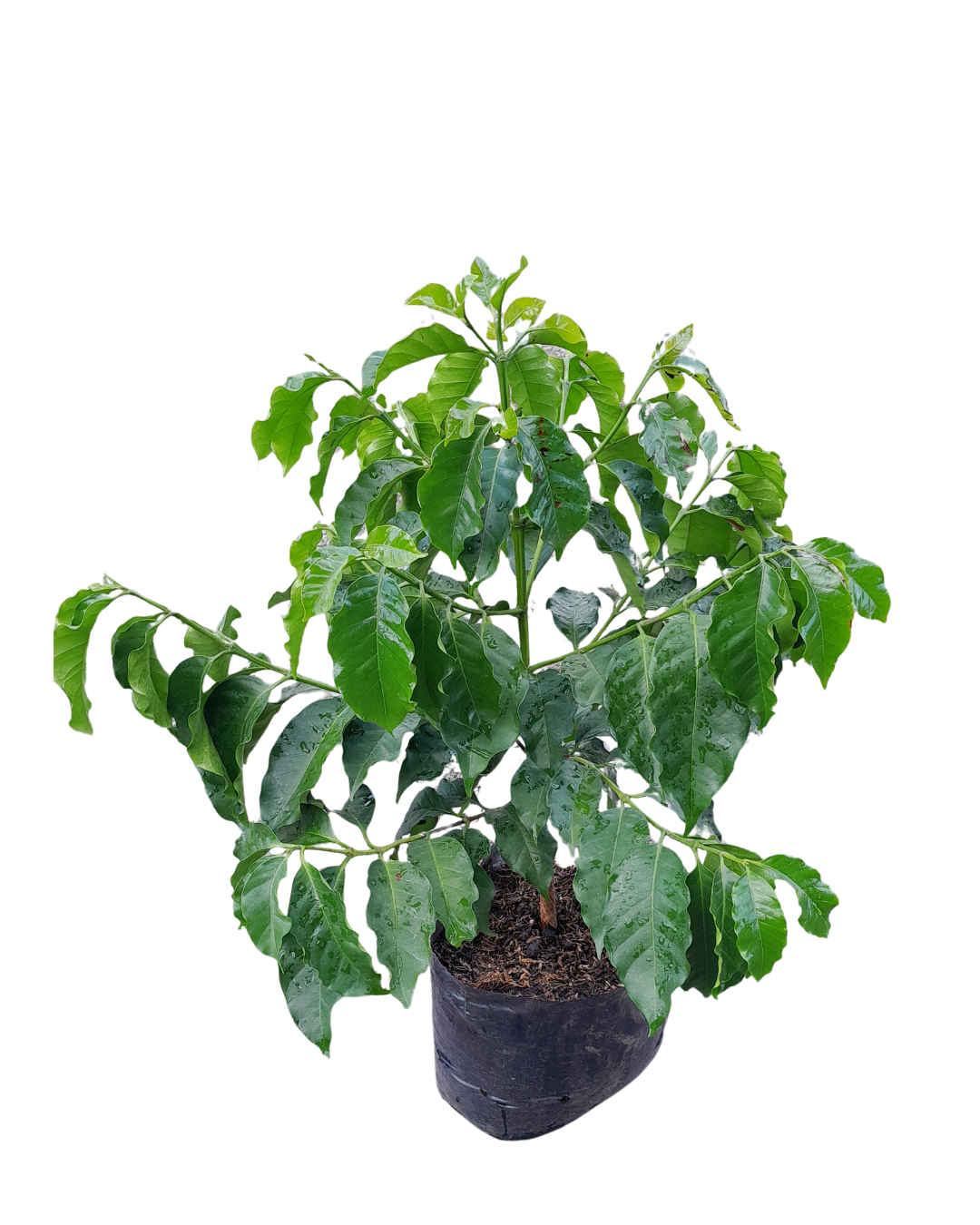 Arbol de café