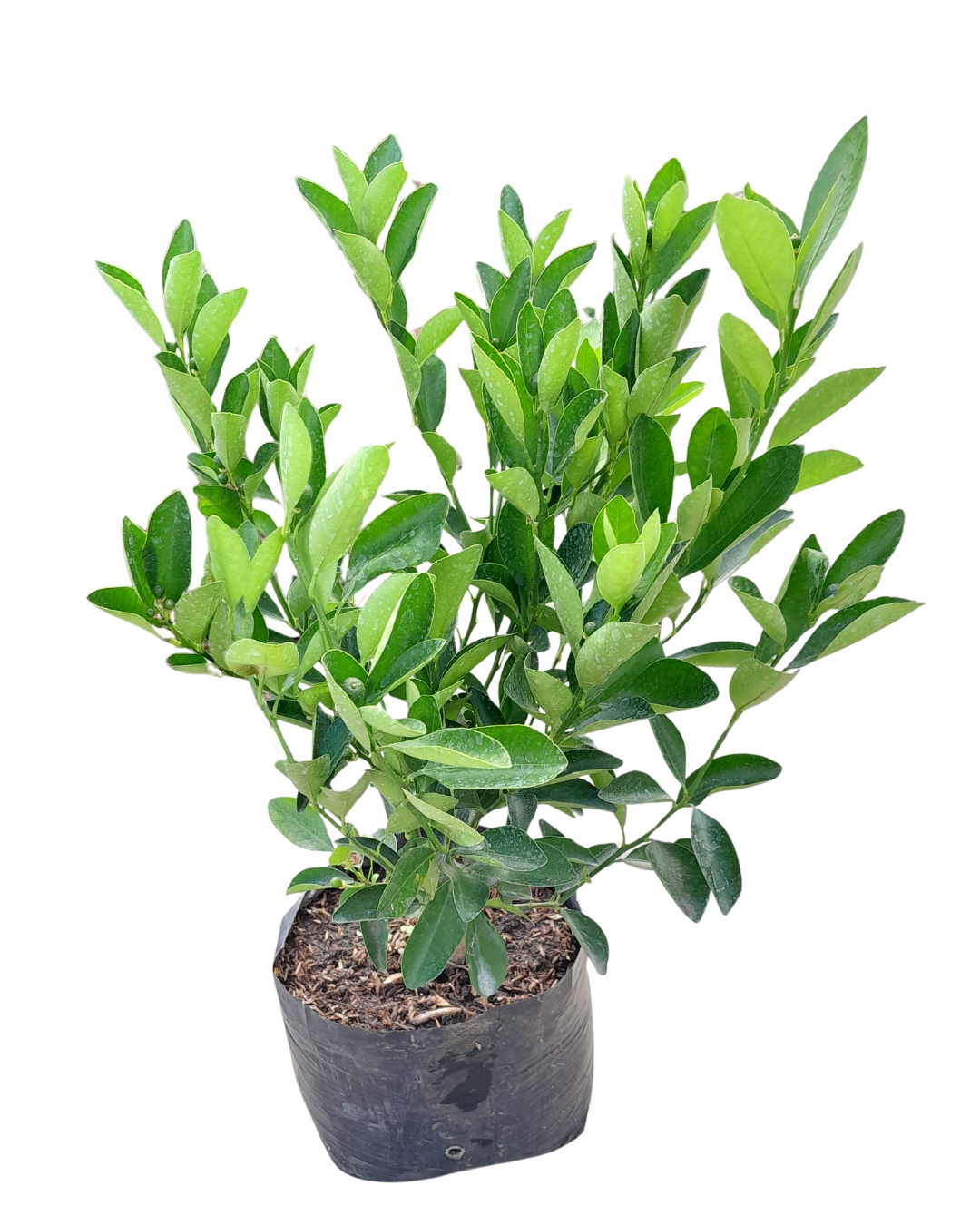 Limón calamondi
