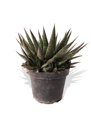 aloe gasteria flow