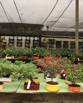BONSAI ROSAL