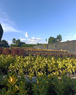 PLANTAS DE SOL
