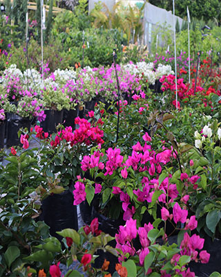 planta de flor