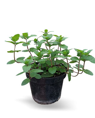 Aromatica hierbabuena