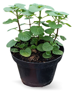 Aromatica menta 