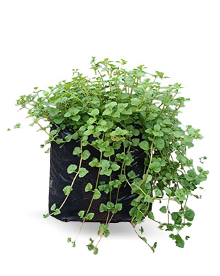 Aromatica poleo menta