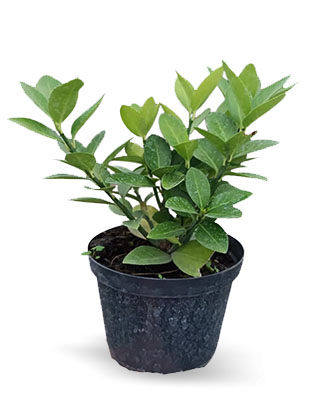 Aromatica te 