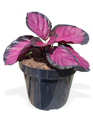 Calathea Roseopicta