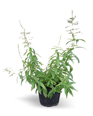 Cidron aromatica