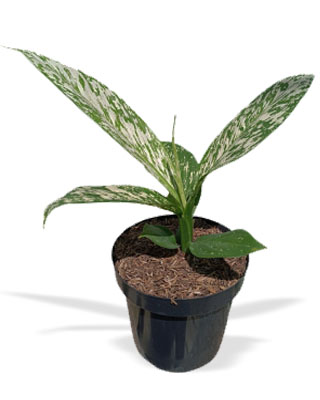 Dieffenbachia white etna