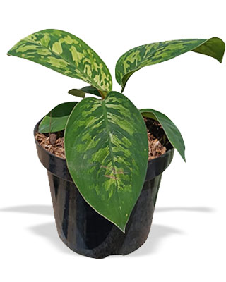 Homalomena