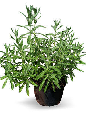 Lavanda
