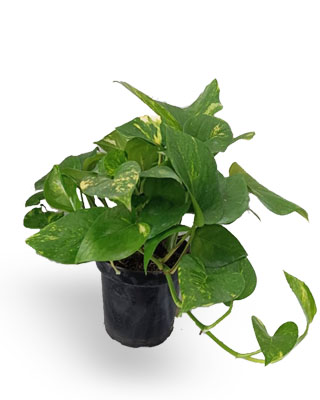 Miami verde