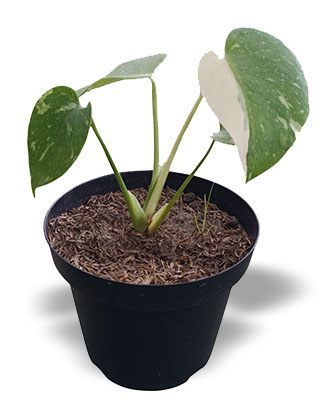 Monstera tai constelation