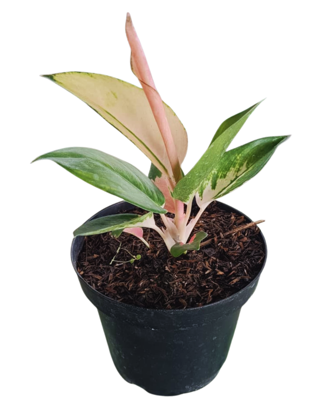 Aglaonema rosada