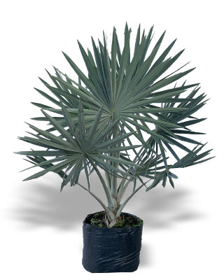 Palma Bismarkia