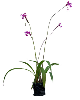 Spathoglottis plicata Morado