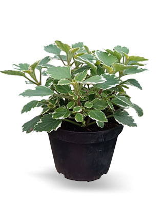 aromatica incienso