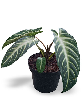 xanthosoma