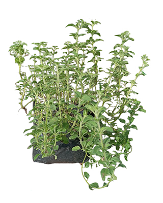 Oregano cat